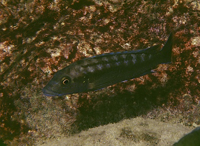 Melanochromis mpoto 'Kakusa'